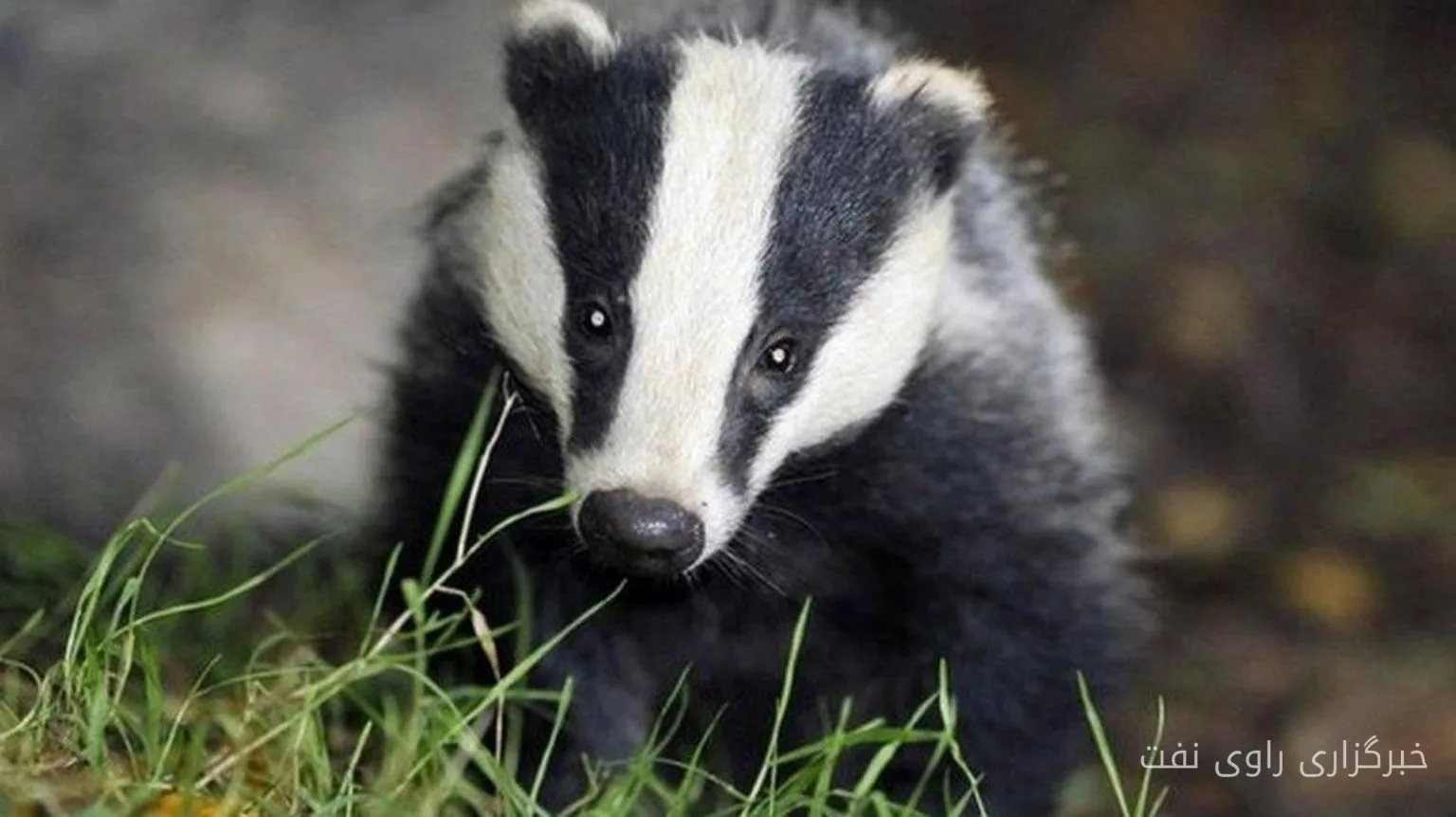 Mysterious Gaps in Badger Vaccination Evidence Against Tuberculosis
