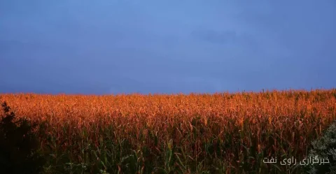پیش‌بینی‌های جنجالی دربارهٔ قیمت ذرت قبل از گزارش USDA