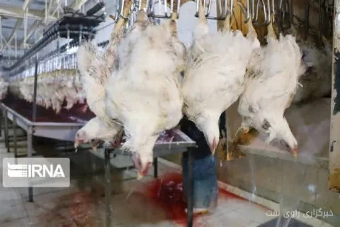 حشرات خوراکی کلید نجات صنعت خوراک طیور ایران